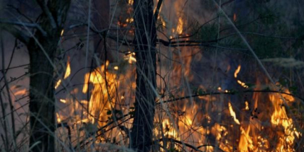 Sedm hasičských jednotek likviduje rozsáhlý požár na dopadové ploše Brda, hasičům komplikuje práce silný vítr