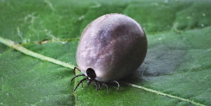 Začíná sezona klíšťat. Umíte se nezvaného hosta správně zbavit?