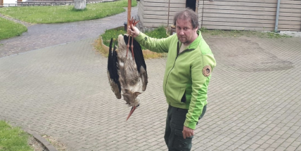 Záchranná akce v Březnici: Mláďata čápa museli sundat z hnízda hasiči, jejich otec uhynul