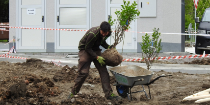 U budovy dokončované stavby KFC v Příbrami začínají sázet stromy. Fast food otevře za měsíc