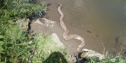 Hasiči na Karvinsku lovili v řece šestimetrovou krajtu