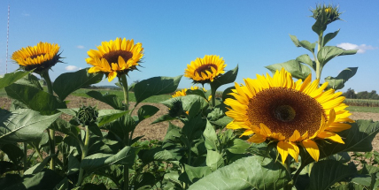Začalo astronomické léto, den bude nejdelší a noc nejkratší