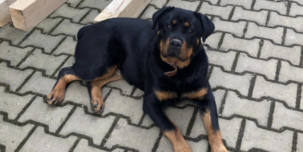 Zloděj ukradl od rodinného domu roční fenku. Pomozte nám ji najít, prosí majitelka