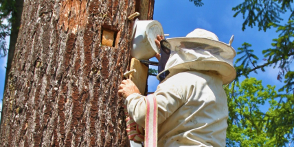 V Brdech ožila první brť, středověký chov včel v dutinách stromů se vrátil do lesů