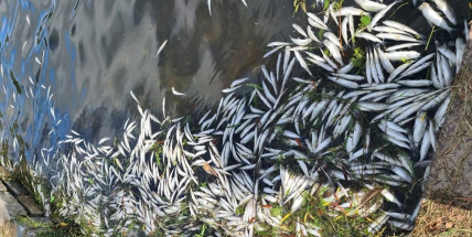 Deficit kyslíku ve vodě Nového rybníka způsobil úhyn 250 kg ryb