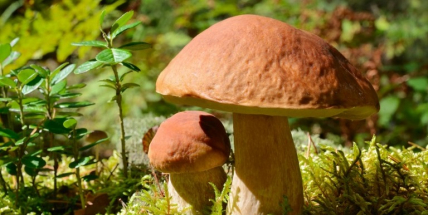 Houbařům začíná sezona, deštivé a teplé počasí slibuje bohatou úrodu