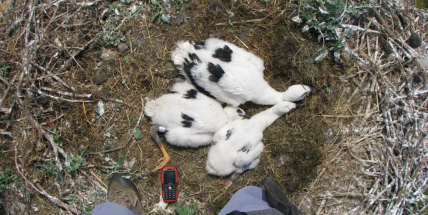 Kaskadérský výstup: Čapí mláďata na milínském komíně dostala svůj kroužek
