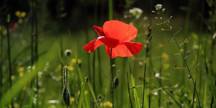 Červen byl třetí nejteplejší za 60 let, pomohly tomu tropy koncem měsíce