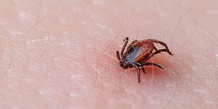 Naučte se odstraňovat klíště správně a bez rizika