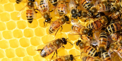 Včely a sv. Ignác. Pouťový víkend v Březnici bude mít chovatelský i duchovní rozměr