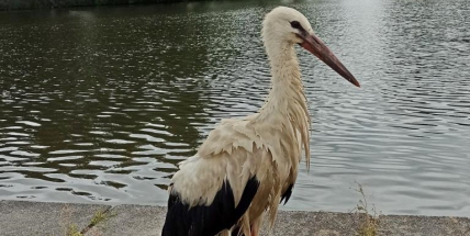 V Rožmitále zachránili čapí mládě z rybníka, zmáčené peří mu nedovolilo znovu vzlétnout