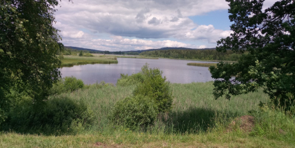 Komentovaná vycházka odhalí zajímavosti brdských rostlin