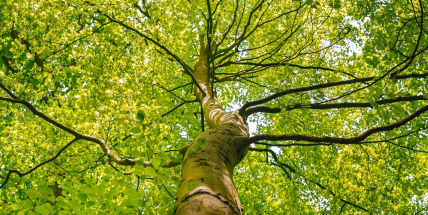 Milín hledá své velikány. Mezi stromy