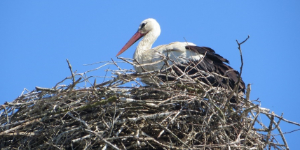 Čapí rodina v Rožmitále pod Třemšínem přišla o dvě mláďata