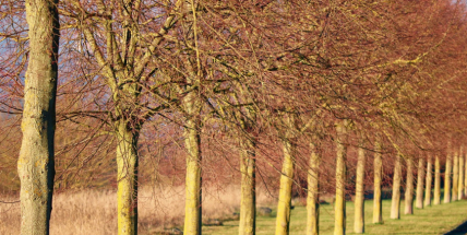 V Příbrami se pokácí suché a nemocné stromy