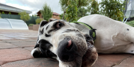 Máte nepřizpůsobivého psa?