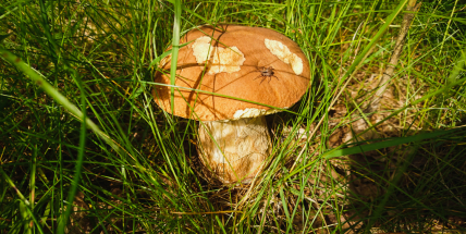 Houby rostou, ale je jich méně než obvykle