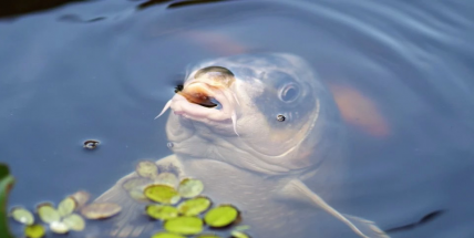 Stát chce pomoci zvyšování produkce ryb v tuzemsku, obává se však sucha