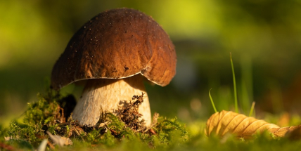 Houby začaly růst ve velkém množství, jsou ale často červivé