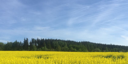 Příbram pokryla pylová peřina