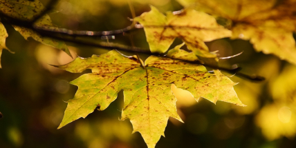 Meteorologové: Čekají nás poslední dva teplé týdny