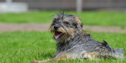 Ve Staré Huti u Dobříše se budou hledat „nej“ voříšci