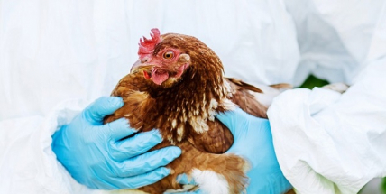 Veterináři: Chovatelé musí umístit drůbež do uzavřených prostor a zamezit vniku volně žijícího ptactva