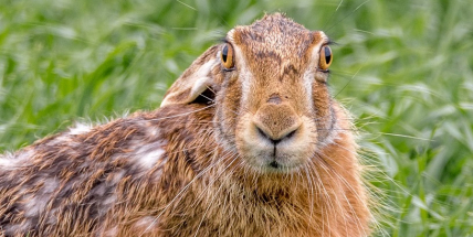 Lovci můžou po dva měsíce střílet zajíce, podle myslivců je jich málo