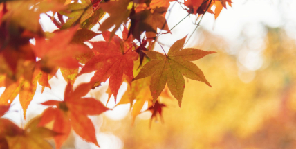 Do začátku prosince se zřejmě výrazně neochladí