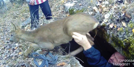 Městští strážníci zachránili srnečka, který se propadl do betonové propusti