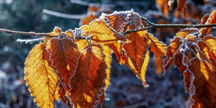 Meteorologové: Zbylé listopadové týdny budou bez teplotních výkyvů a přinesou minimum srážek