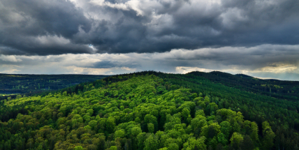 Brdy mají novou přírodní rezervaci, ukrývá zkameněliny