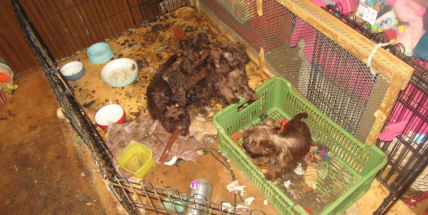 Veterináři odebrali téměř padesát jorkširských teriérů. Žili ve výkalech, v chovu byli i mrtví psi