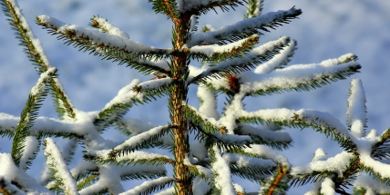 Meteorologové: Na Štědrý den bude přes den sněžit, v noci mrznout