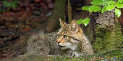 V okolí Dobříše se podařilo zdokumentovat další výskyt kočky divoké