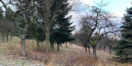 Vánoční dárek pro Příbram – společnost Billa podpoří revitalizaci svatohorských sadů