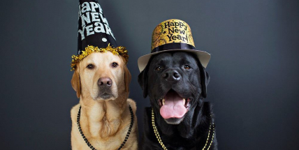 Jak zvládnout se psem oslavy silvestra