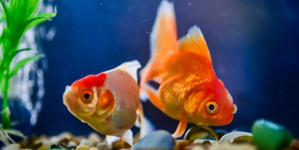 Zkratoval mi motorek pro ohřev vody, místo akvárka mám rybí polévku. Pojišťovny zveřejnily humorná hlášení svých klientů