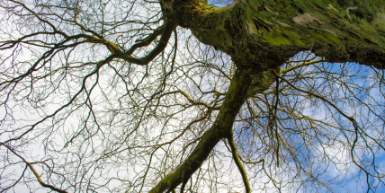 V Česku naměřili dosud nejvyšší novoroční teplotu, 15,7 stupně Celsia