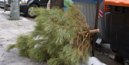 Technické služby zahajují svoz vánočních stromků. Budou zkompostovány