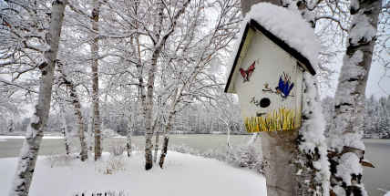 Začíná Ptačí hodinka, lidé ornitologům opět pomohou se sčítáním ptáků