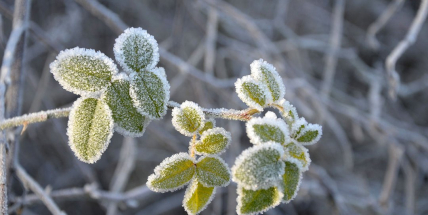 Noci budou tento týden mrazivé, ve dne nad nulou