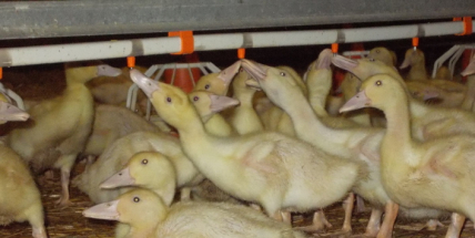 Blatenská ryba měla loni kvůli ptačí chřipce problém s odbytem