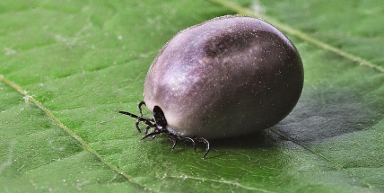 Klíšťovou encefalitidou a lymskou boreliózou se loni nakazilo méně lidí než v předchozích letech