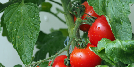 Loni vzrostl počet domácností, které si pěstují vlastní jídlo