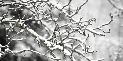 Česko zažilo velmi teplý leden, průměrná teplota byla 0,6 stupně