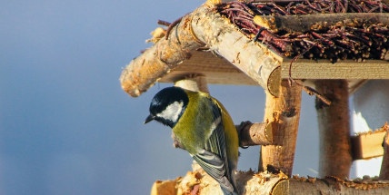 Nejpočetnějším ptačím druhem u českých krmítek byla opět sýkora koňadra