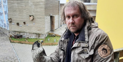 Sokol stěhovavý se po záchraně vrací zpět do přírody