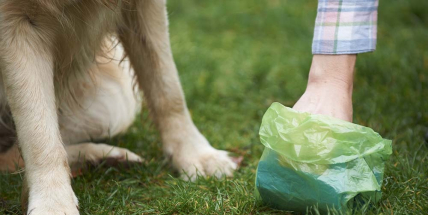 Obyvatele Příbrami trápí psí výkaly, technické služby jich ročně uklidí téměř tři tuny