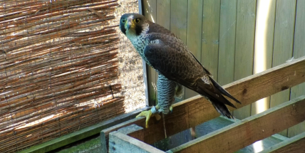 Ochránci přírody a starostka Sokola vypustili na Příbramsku sokola stěhovaného